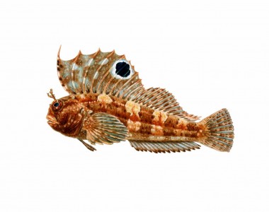 Caboz Ocelado, Biennius Ocellaris. llustração: Pedro Salgado