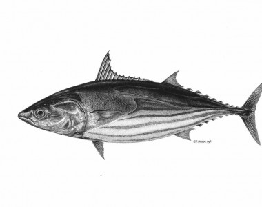 Bonite, Katsuwomus Pelamis. Ilustração: Pedro Salgado