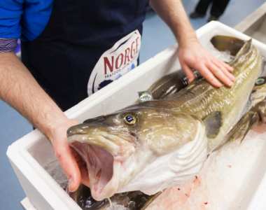 Para quem queira comprar bacalhau fresco, o Skrei estará disponível também em alguns supermercados como Jumbo, El Corte Inglês, Apolónia e nos mercados tradicionais de Lisboa e custa cerca de 9€/Kg. FOTO:DR