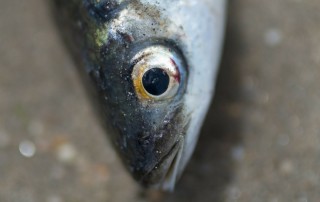 Seja do mar ou do rio, o peixe é o grande protagonista do evento que acontece há 10 edições em Lisboa. Foto: DR