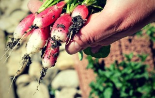 veggie world