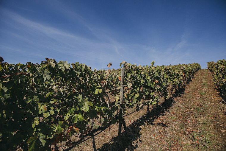 Situada na margem esquerda do Douro, ao chegar a Ervedosa, a Quinta de Ventozelo foi em 2014 adquirida pela Gran Cruz. Foto: Luís Ferraz