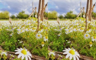 Havemos de cheirar a Primavera com toda a paixão do mundo. Foto: OC